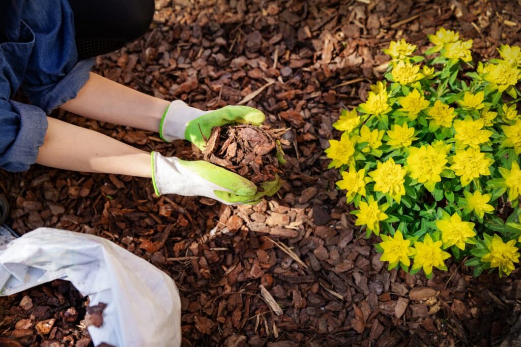 Mulchen von Beeten im Garten kann eine Menge Zeit einsparen