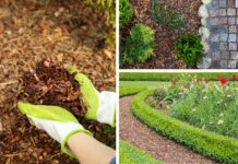 Mulch hält die Feuchtigkeit im Boden und sorgt dauerhaft für bessere Bodenbeschaffenheit