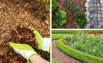 Mulch hält die Feuchtigkeit im Boden und sorgt dauerhaft für bessere Bodenbeschaffenheit